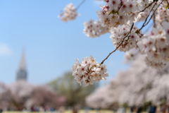 新宿御苑の桜１