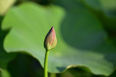 古代蓮の蕾１