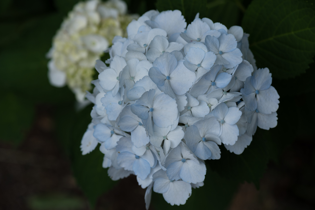 紫陽花いろいろ７