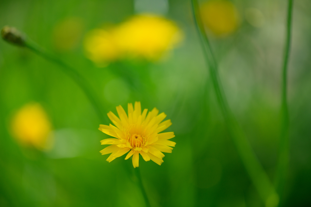 ５月の公園６