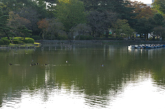 千葉公園の秋の鳥たち４