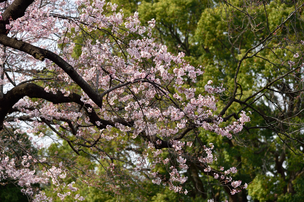 待ち望んだ桜３