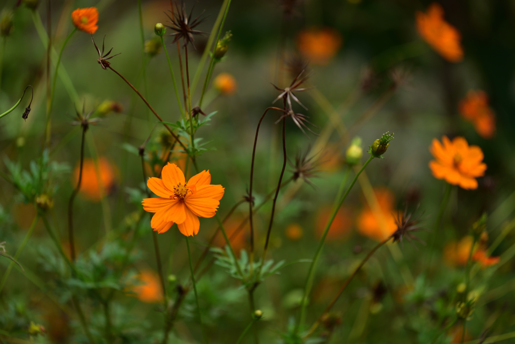 残暑の公園の花６