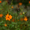 残暑の公園の花６