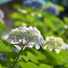 キラキラ. .紫陽花