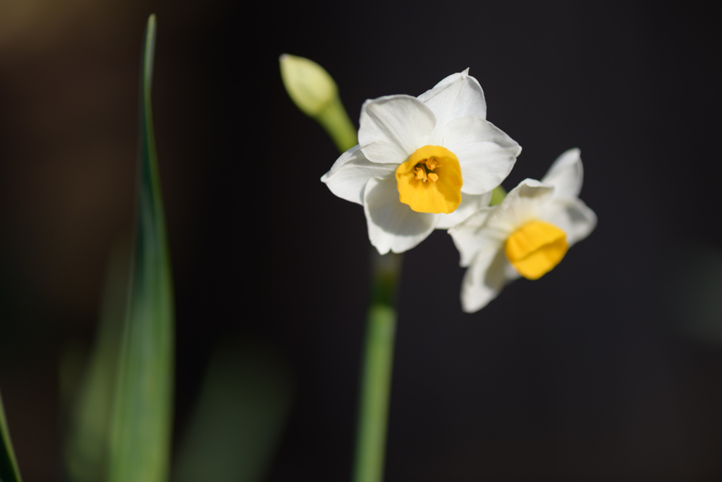 冬を彩る花３