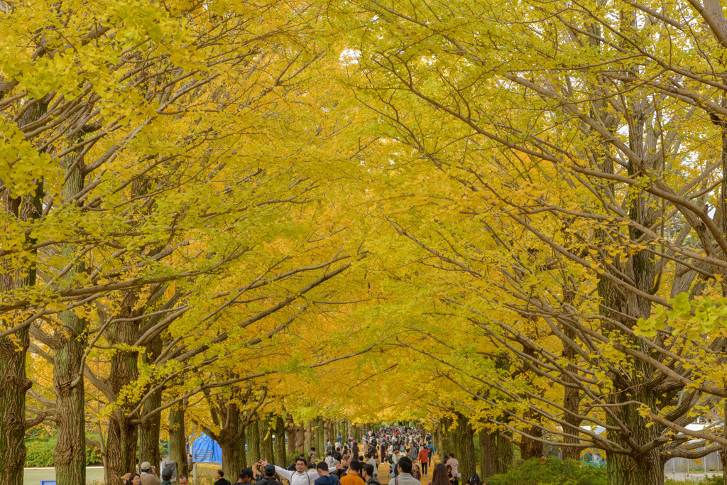 昭和記念公園の秋１０