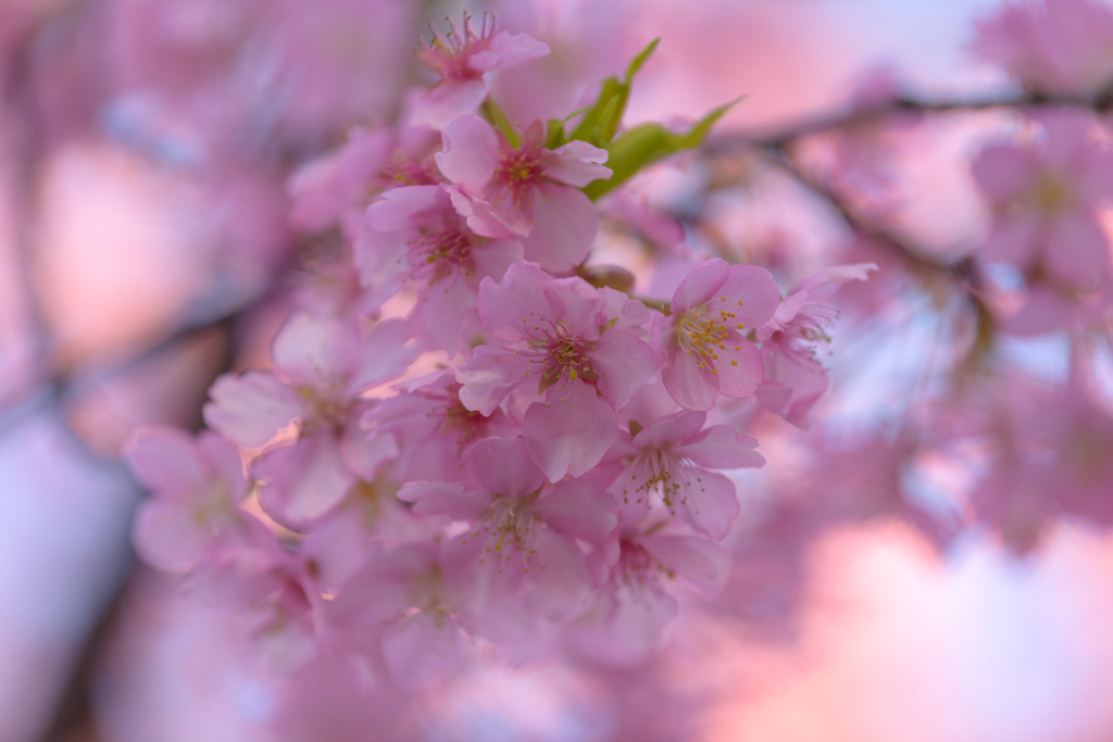 桜を愛でる４