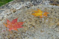 昭和記念公園の秋７