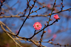 新春の公園の花々７