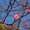 新春の公園の花々７