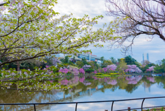 千葉公園の春２