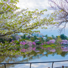 千葉公園の春２