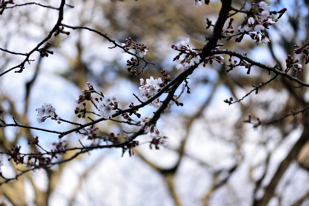 猪鼻城公園の桜５