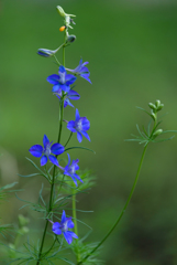 凛と立つ花