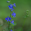凛と立つ花
