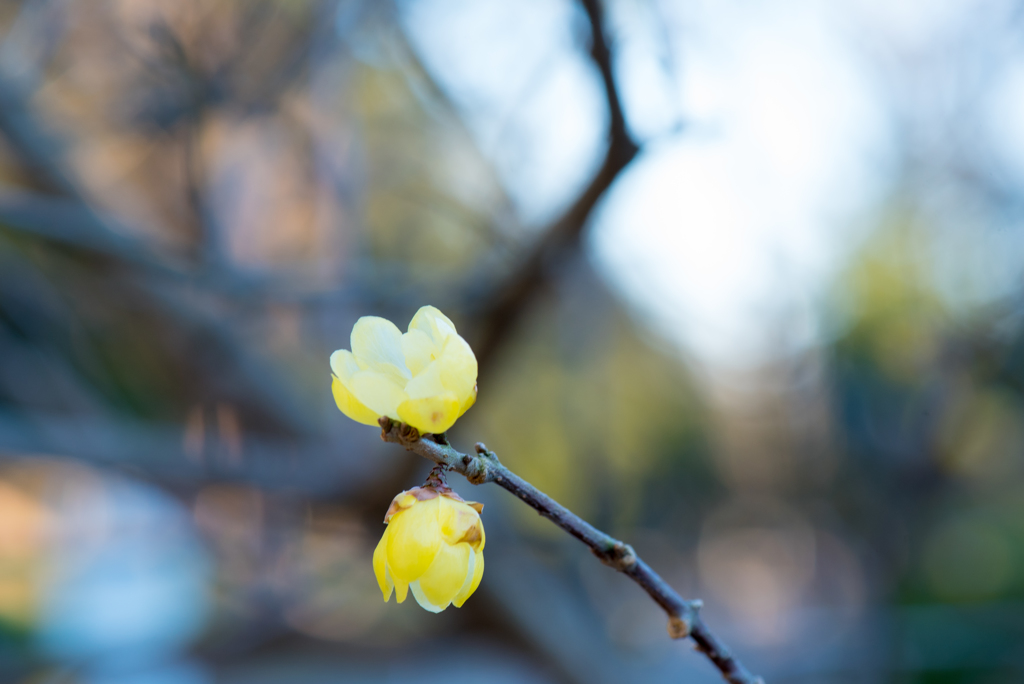 厳冬に咲く花〜蠟梅１