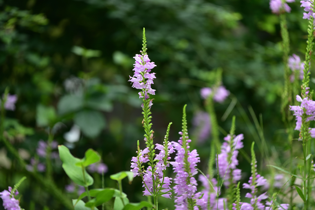 残暑の公園の花３
