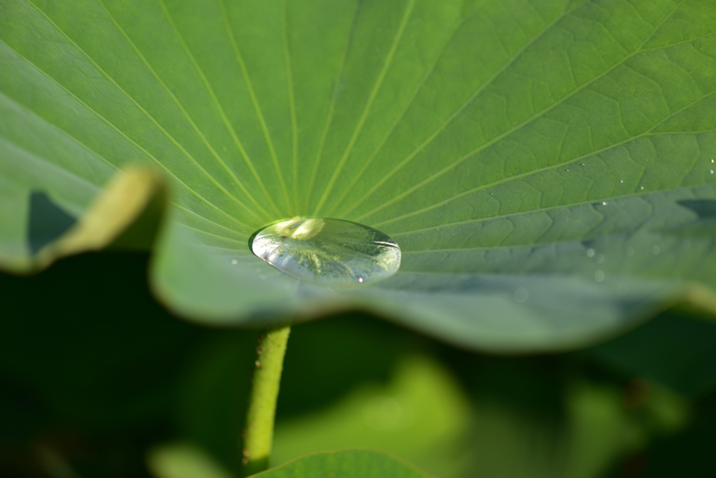 古代蓮の雫１