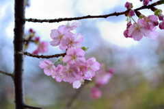 河津桜いろいろ６