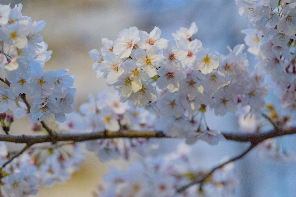 目黒川の桜９