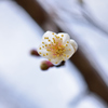 春への力５（白梅）
