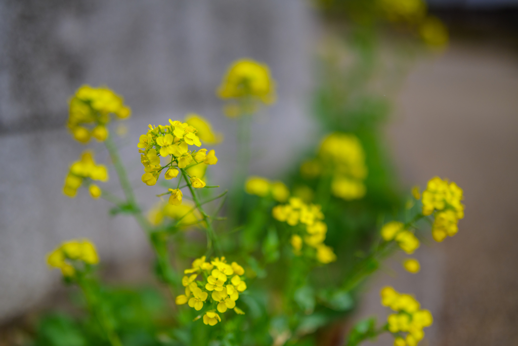 菜の花の咲く頃