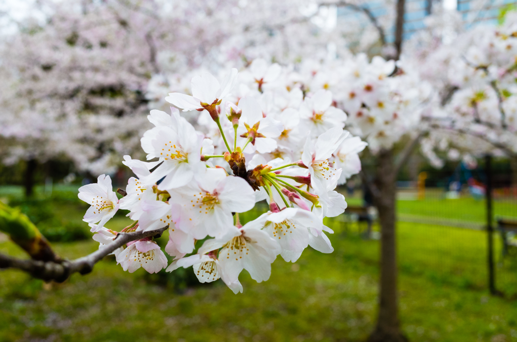 日比谷公園の春２
