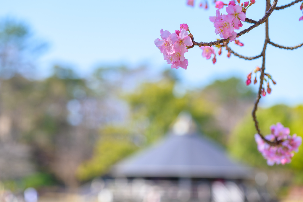 千葉公園の河津桜１