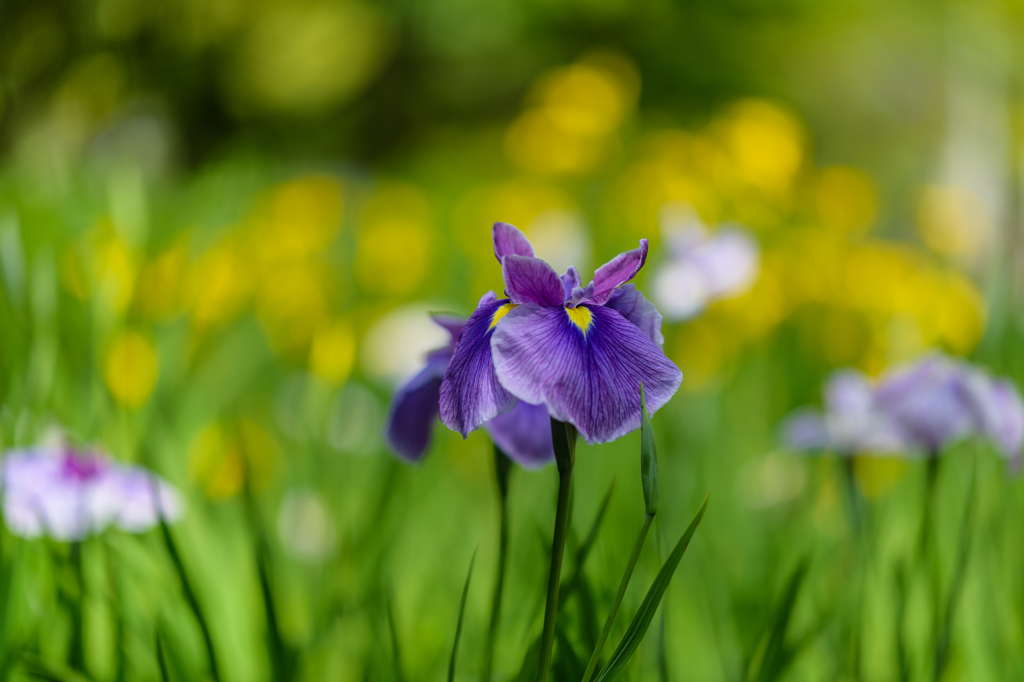 コロナ下の公園の花たち４