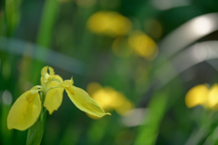 色を添える花３