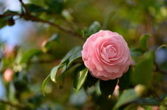 ようやく花のある公園で３