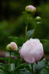 立てば芍薬