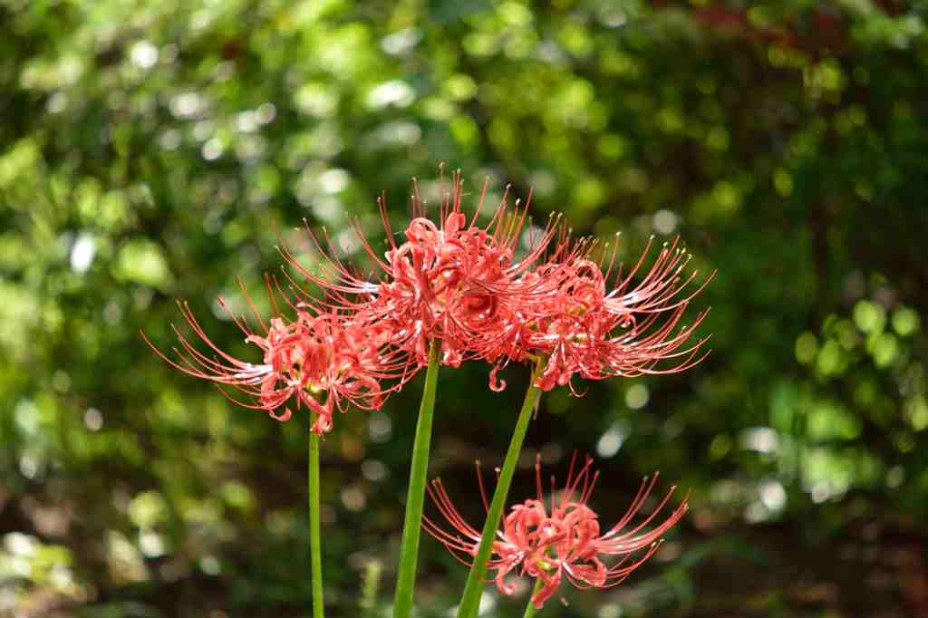 彼岸花盛りの千葉公園３