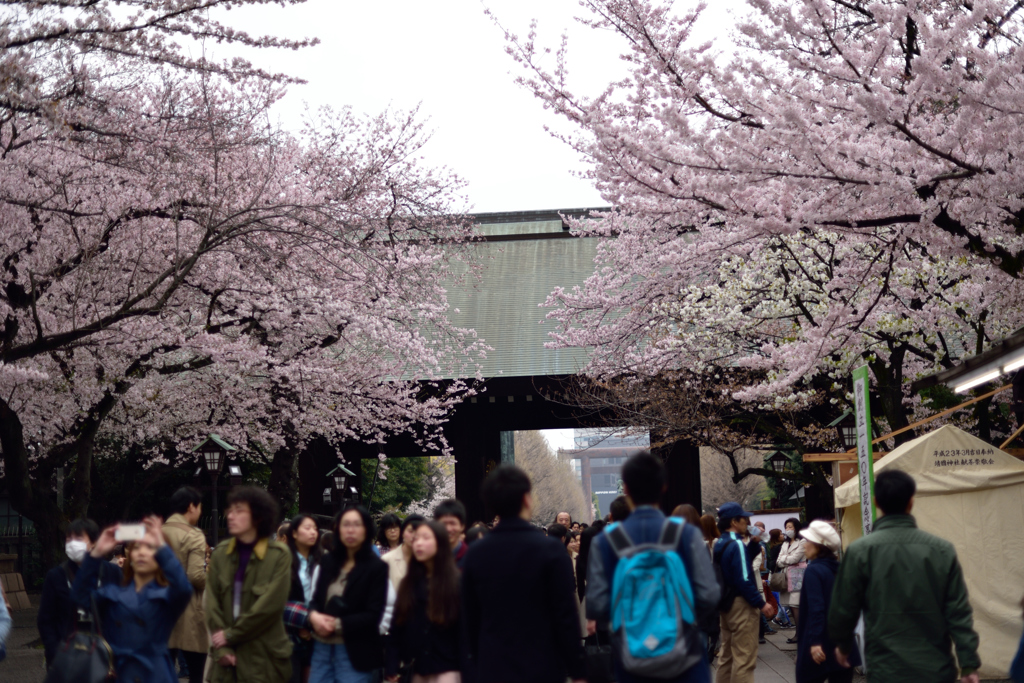 靖国神社の桜５