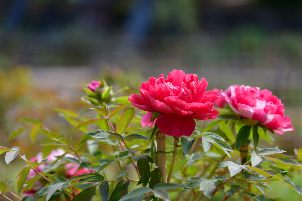 春色の公園２