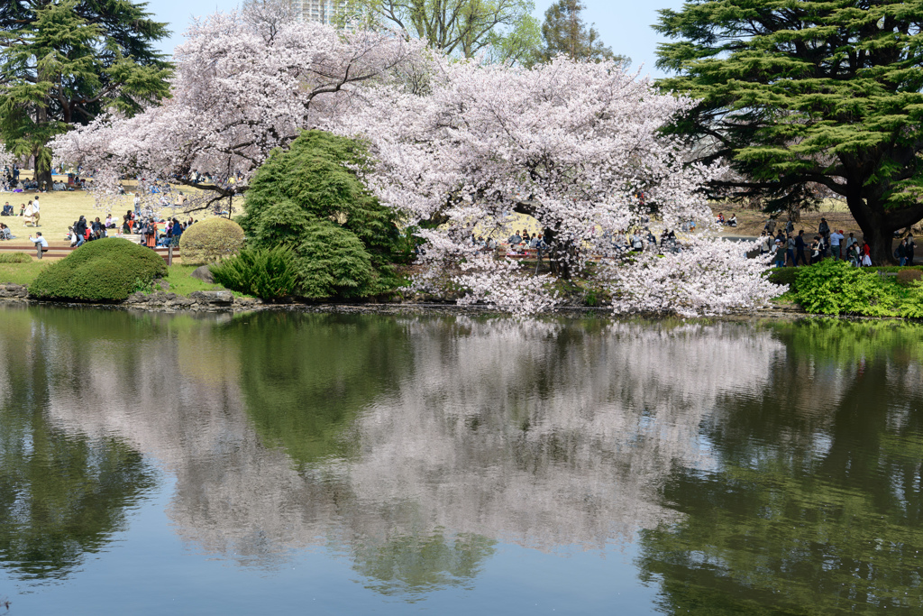 新宿御苑の桜９
