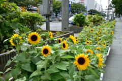 街中のひまわり