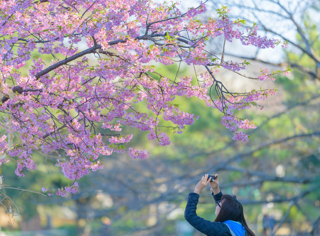 桜を愛でる１