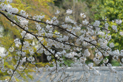 庭園の桜８