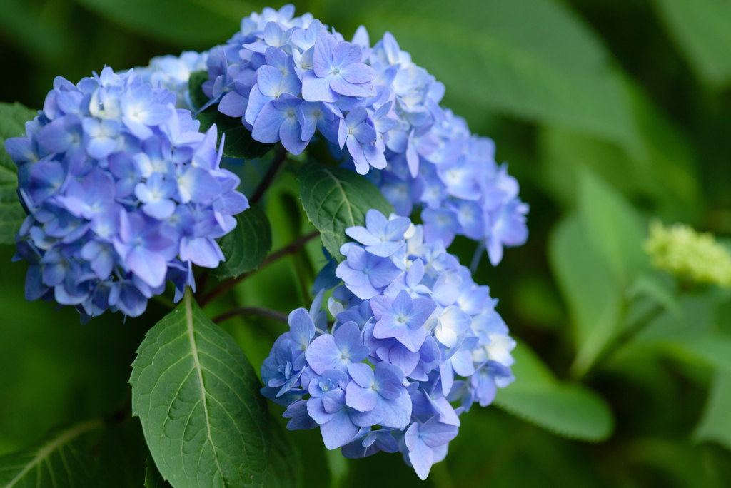 紫陽花の世界