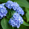 紫陽花の世界