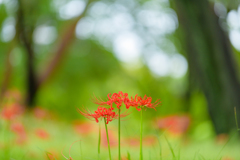 彼岸に咲く花〜ヒガンバナ１