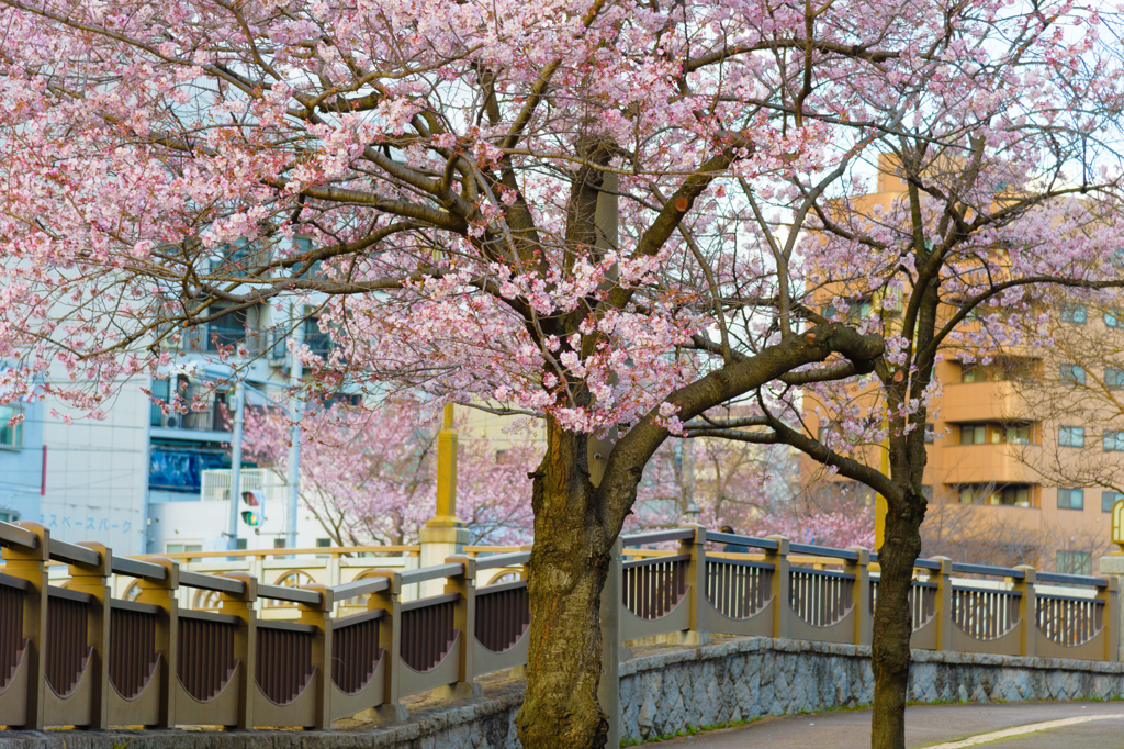 河畔に桜あり