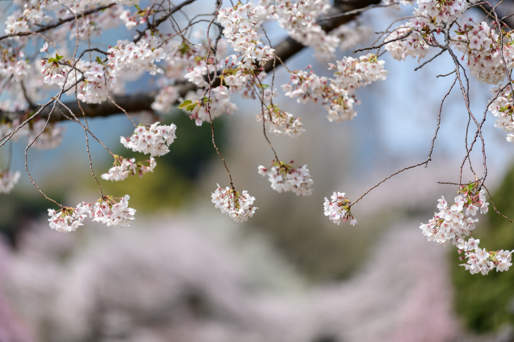 新宿御苑の桜６