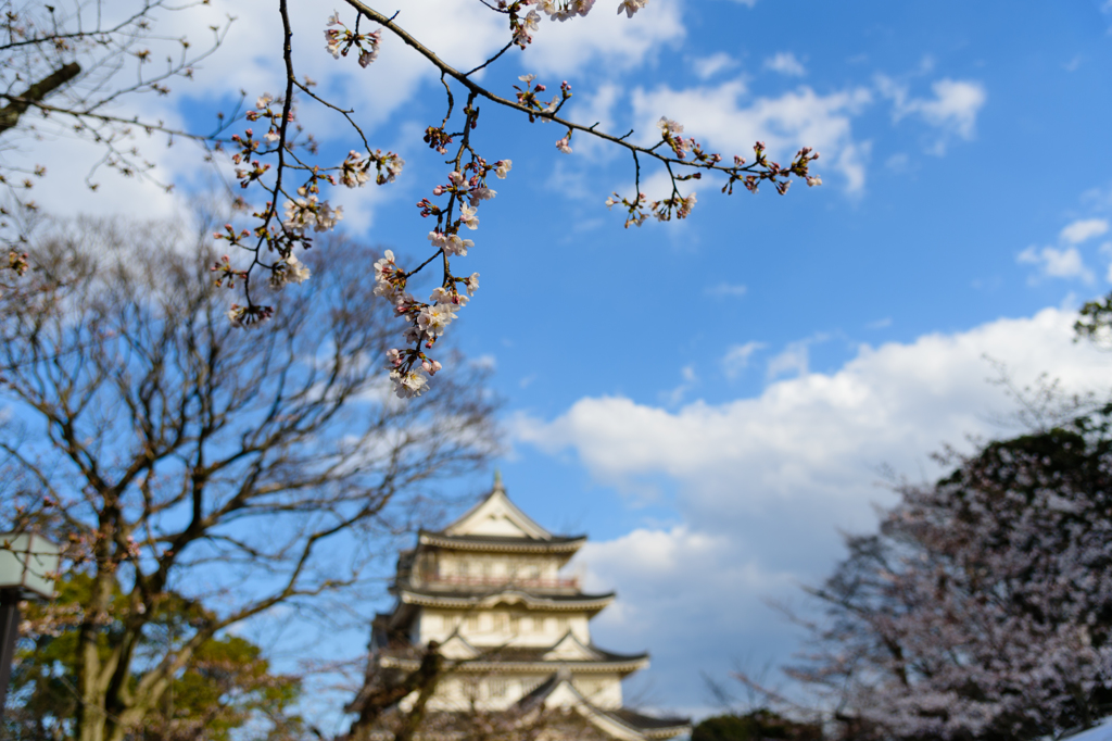 亥鼻城の桜１