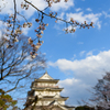 亥鼻城の桜１
