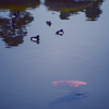鳥と魚