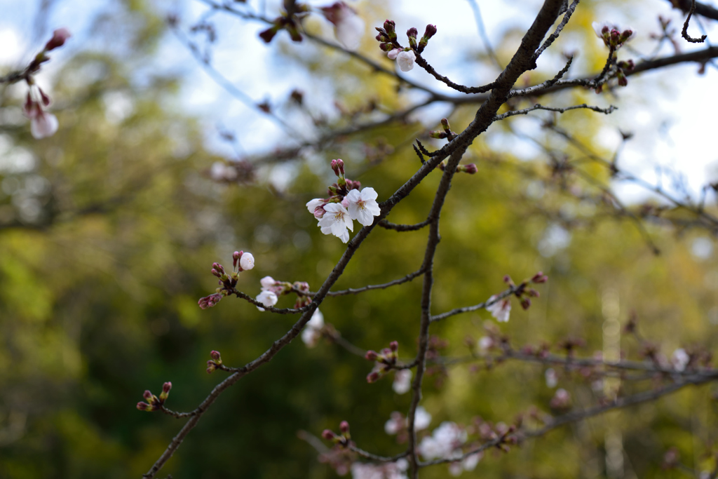 猪鼻城公園の桜４