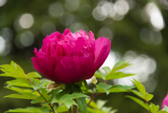立てば芍薬、座れば牡丹２